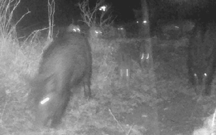 Flera grannar har drabbats av vildsvin. Här en bild från en övervakningskamera. Se videon när de väller in i trädgården längre ned i artikeln.